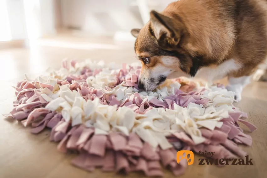 Węszenie jest naturalnym sposobem na obniżenie stresu u psów, ponieważ spowalnia ich oddech i skupia uwagę na zadaniu Pies węszy w macie węchowej