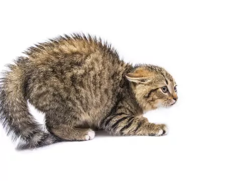 Co o kocie mówi jego ogon?