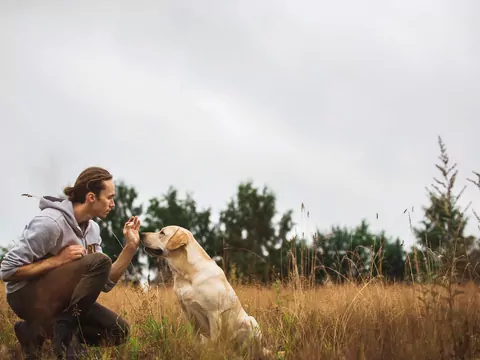 Sposób na przywołanie psa