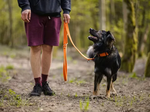 Dlaczego pies zatrzymuje się na spacerze?