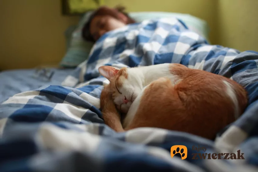 Właściciele kotów często zauważają, że kiedy są chorzy i źle się czują, ich mruczący przyjaciele spędzają z nimi bardzo dużo czasu Kot leży na człowieku