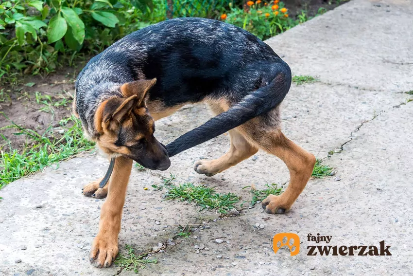 Młody owczarek niemiecki gryzie swój ogon