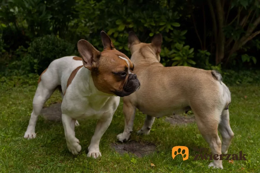 Dwa buldożki witają się ze sobą na spacerze