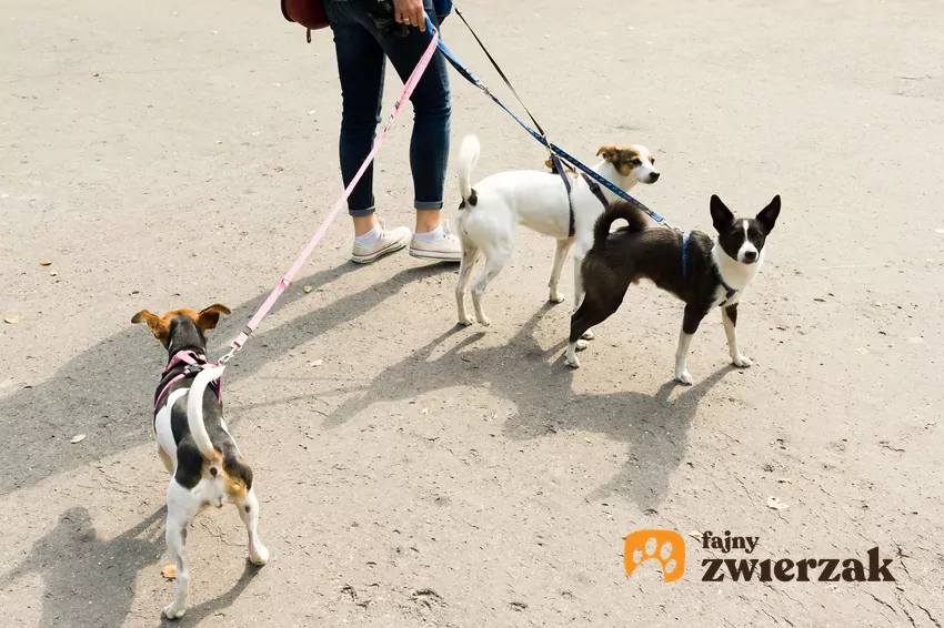 Położenie łapy na drugim psie może być ważnym sygnałem dla stada Trzy psy na smyczy