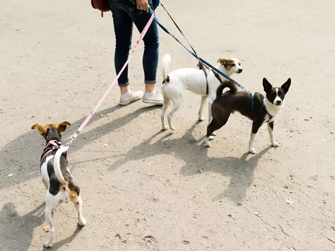 Dlaczego pies kładzie łapę na drugim psie?