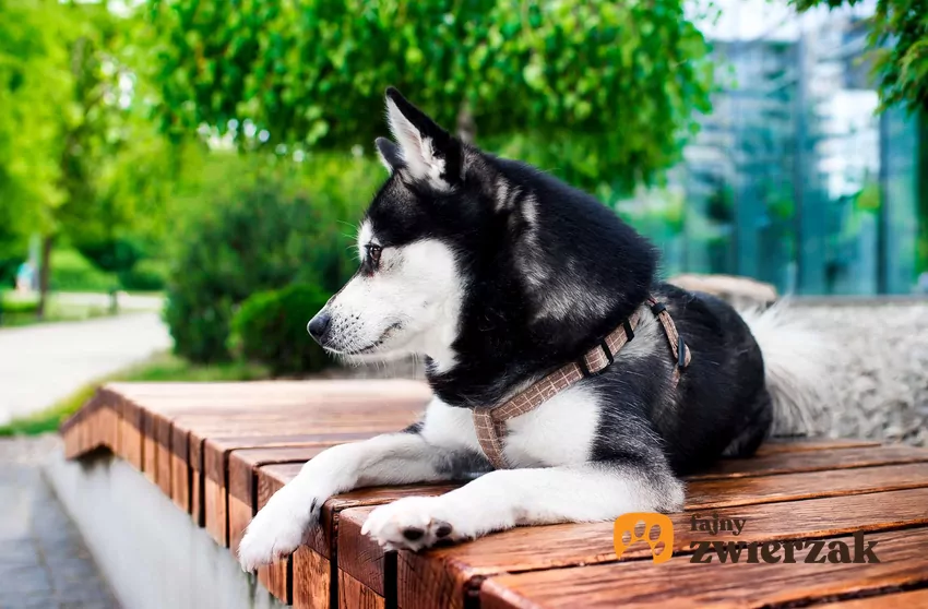 Alaskan malamut odwraca głowę