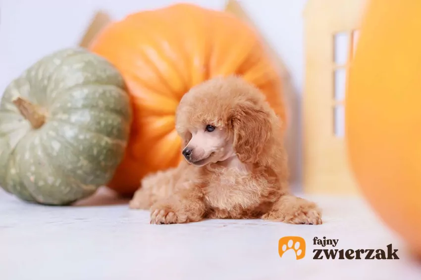 Nie każdy pies lubi sesje zdjęciowe Rudy pudel leży na tle dyń i odkręca głowę