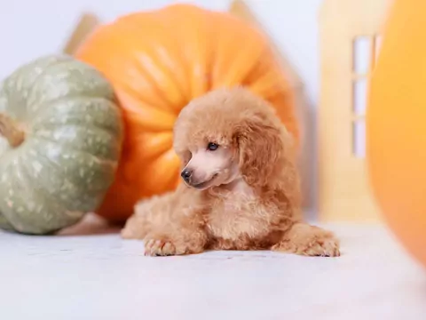 Dlaczego pies odwraca głowę podczas zdjęcia?