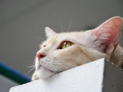 Co robi kot, gdy nikogo nie ma w domu?