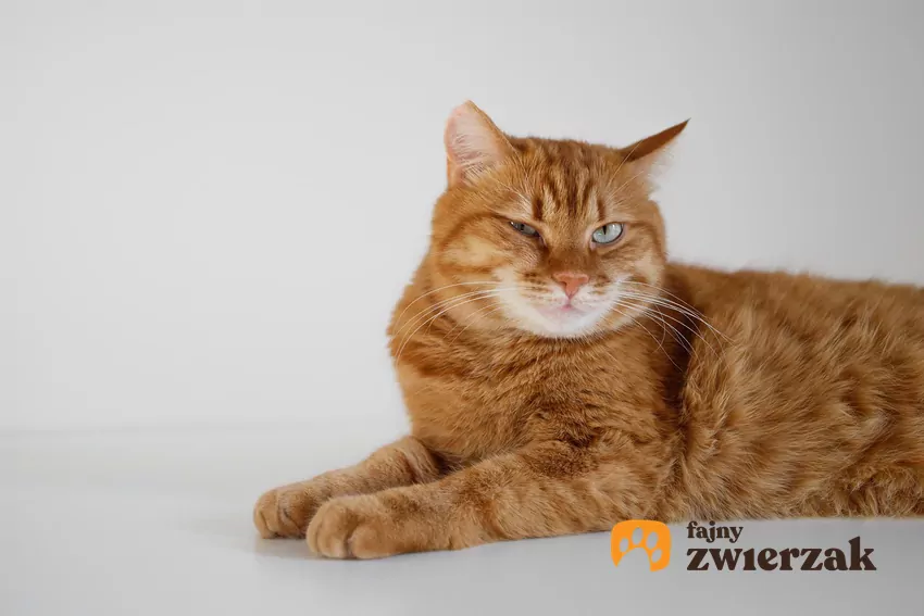 Powolne mruganie to tzw. koci pocałunek, który świadczy o zaufaniu Kot z przymrużonymi oczami