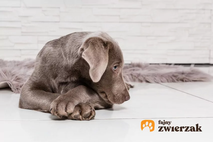 Pies z odwróconą głową