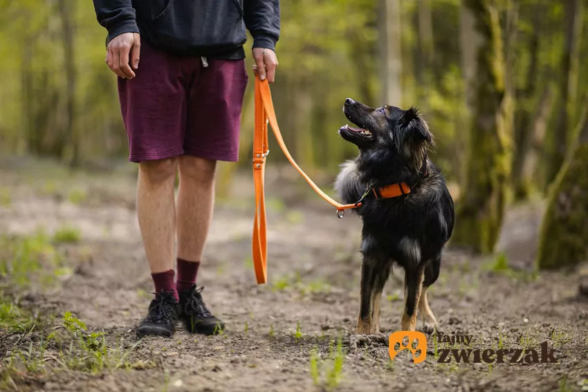 Spacer z psem daje pupilowi dużo emocji i wrażeń Mężczyzna spacerujący z owczarkiem na pomarańczowej smyczy