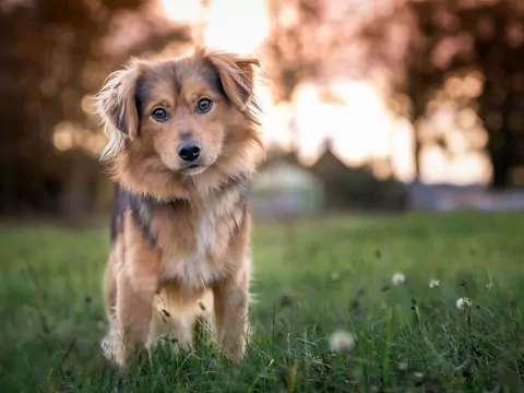 DLaczego pies staje na twojej drodze?