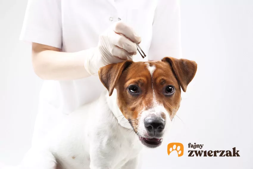 Stosuj preparaty ochronne przez cały rok, bo kleszcze są aktywne nie tylko latem Usuwanie kleszcza u psa