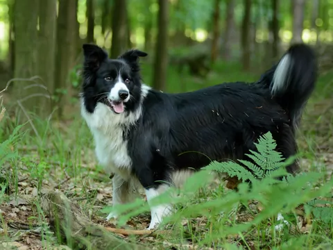 Ochrona psa przed kleszczami