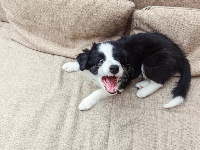 Jak oduczyć psa szczekania na gości?