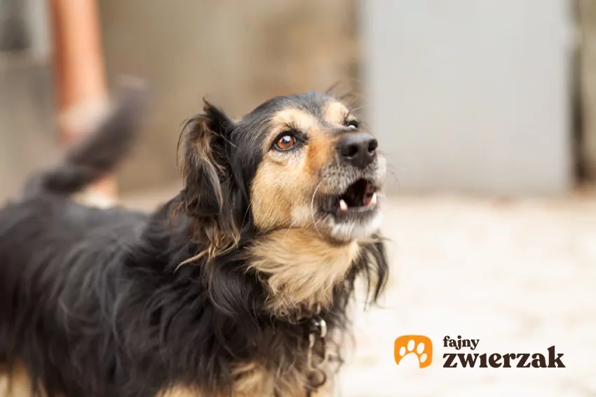 Nagradzaj psa smakołykami za spokojne zachowanie przy gościach – w ten sposób nauczy się, że cisza i opanowanie się opłacają Szczekający pies
