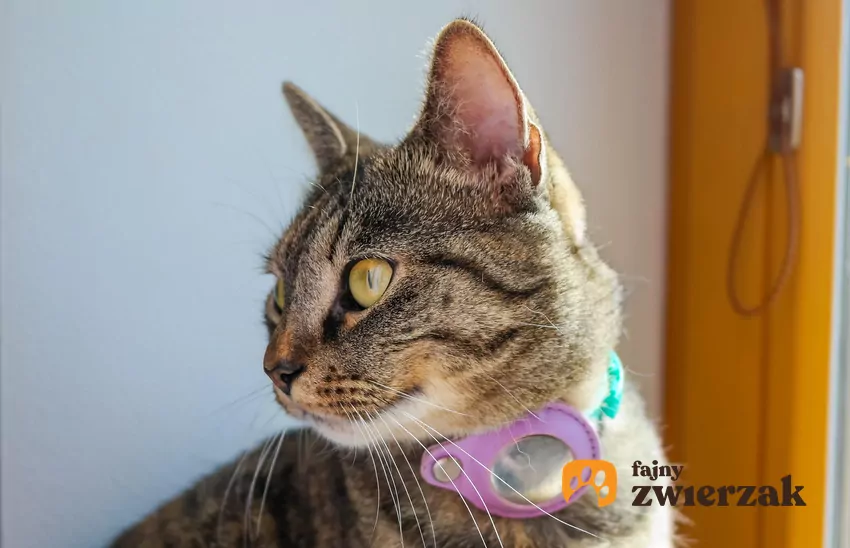 Koty wypuszczane samopas na dwór są narażone na liczne zagrożenia, których nie rozwiąże nawet najlepszy lokalizator GPS Kot z nadajnikiem GPS na szyi