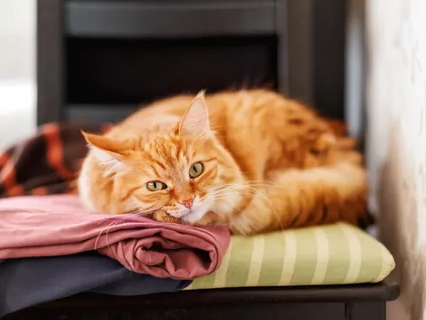 Co oznacza, gdy kot śpi na Twojej koszulce?