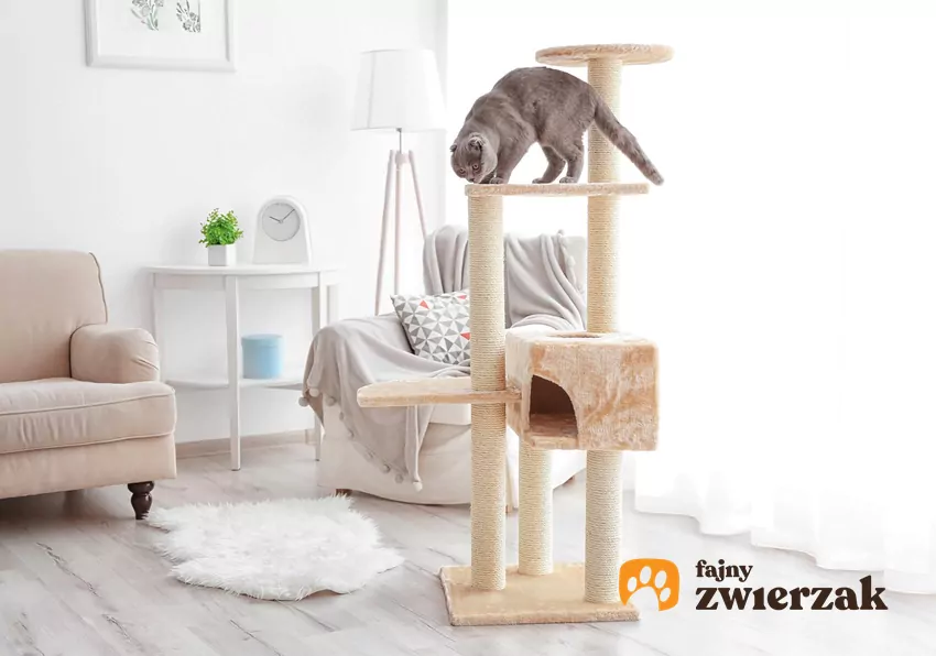 Jeśli na przykład zwierzę wspina się na meble, bo potrzebuje wysoko położonej kryjówki, przekieruj jego uwagę na drapak Kot na drapaku