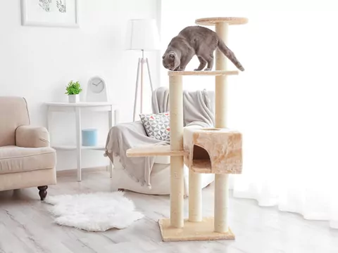 Dlaczego kot wybiera zakazane miejsce?