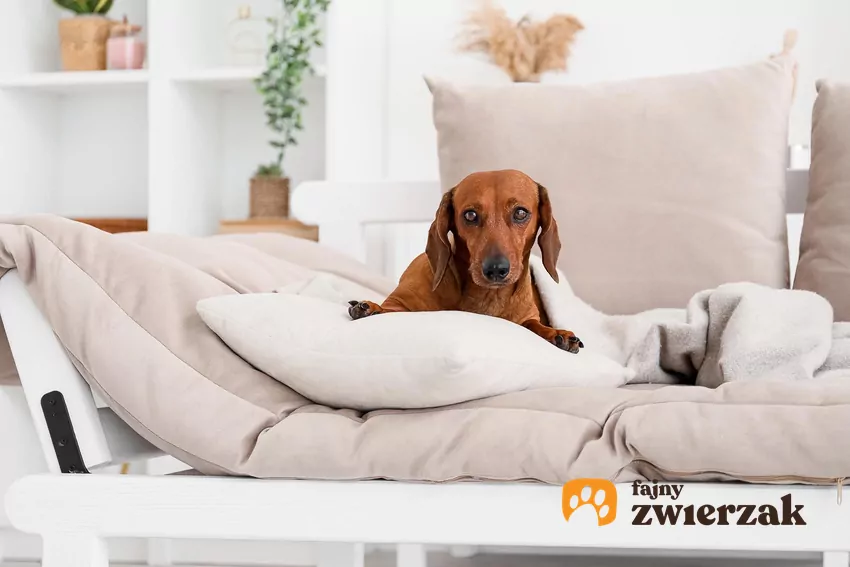 Kopiąc w poduszce, Twój pies zachowuje się jak… swój własny praprzodek Pies na poduszkach