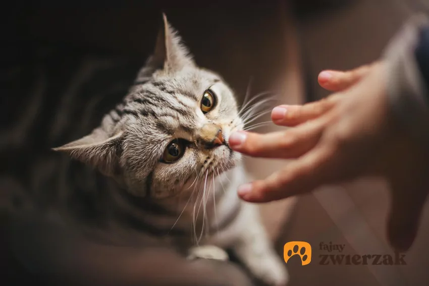 W badaniach przeprowadzonych przez Uniwersytet Rolniczy w Tokio wykazano, że koty są w stanie odróżnić zapach swojego właściciela od zapachu obcej osoby Kot wącha ludzkie palce