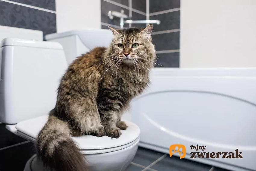 Kot siedzący na wc