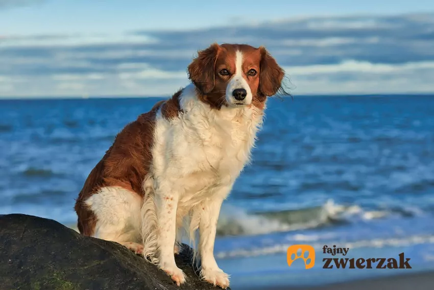 Niektóre rasy psów są mało znane, ale wyjątkowo ciekawe Pies rasy kooikerhondje siedzi na plaży