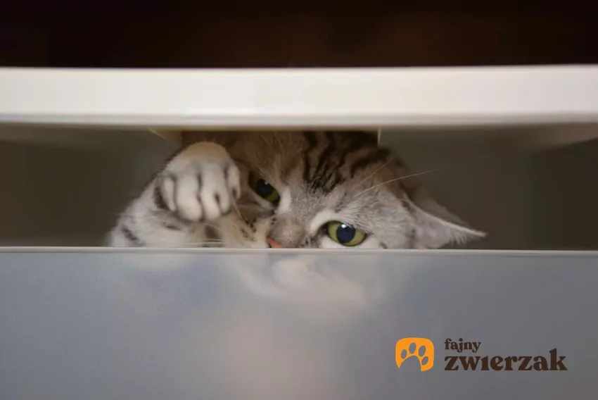 Wiele kotów jest aktywnych w porze nocnej Mały kot ukrywa się za półprzezroczystą ścianką meblową