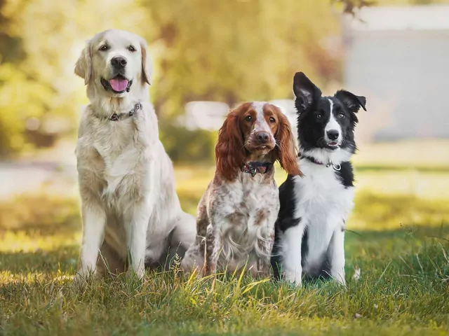 Jak pies odbiera kolory?