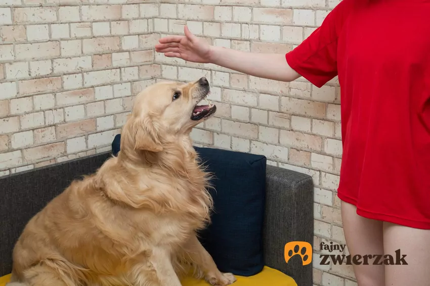 W budowaniu relacji z psem najważniejsze są: przewidywalność i spójne komunikaty Pies uchyla się przed ręką