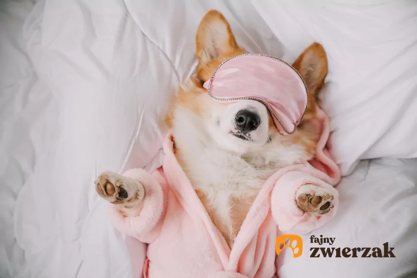 Uczłowieczanie psa może skutkować niezrozumieniem jego prawdziwych potrzeb i granic Pies w szlafroku i z różową maską na oczach