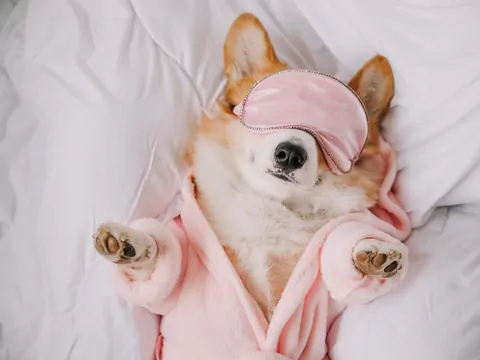 Jak wychować psa „po ludzku”?