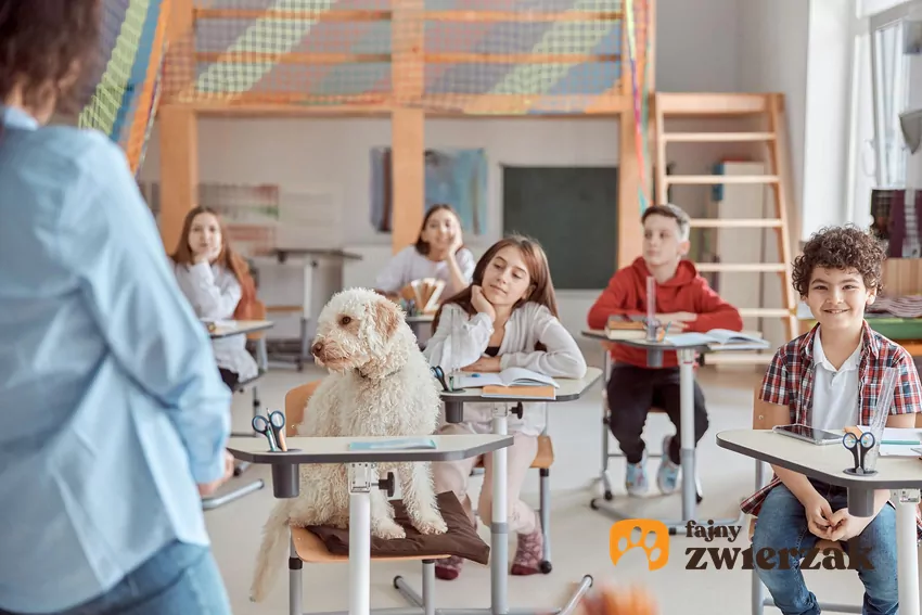 Zamiast traktować psa jak człowieka, warto nauczyć się rozumieć go jako psa – przedstawiciela gatunku posiadającego określone instynkty, strukturę społeczną i ograniczenia Pies w szkolnej klasie