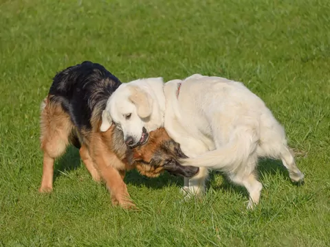 Czy warto wysłać psa do przedszkola?