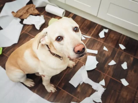 Czy psy mają poczucie winy?