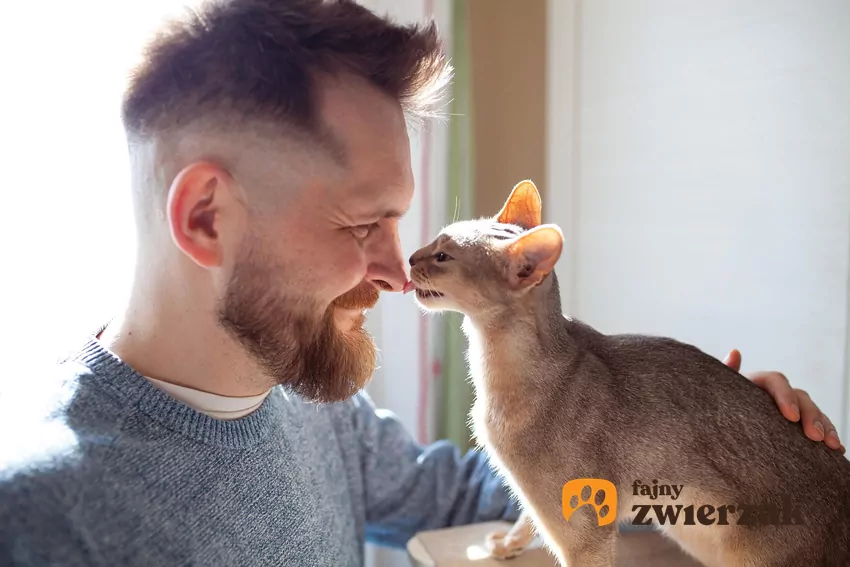 Żeby kot zaczął traktować Cię jak bliską osobę, musisz spędzać z nim czas i dać się poznać Kot liże mężczyznę po nosie