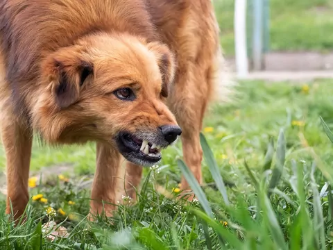 Popularne psy w filmach grozy