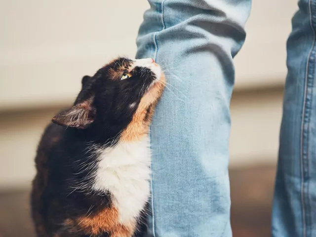 Dlaczego kot ignoruje ludzi?