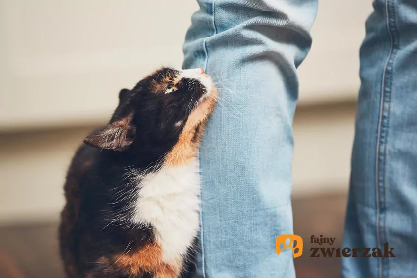 Koty lubią ciszę i spokój, dlatego częściej zaprzyjaźniają się z osobami, które zachowują się powściągliwie, panują nad tonem głosu i gestykulacją Kot ociera się o nogę człowieka