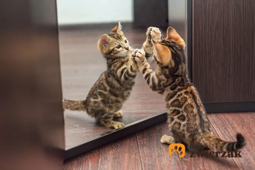 Mały kotek walczy ze swoim odbiciem w lustrze