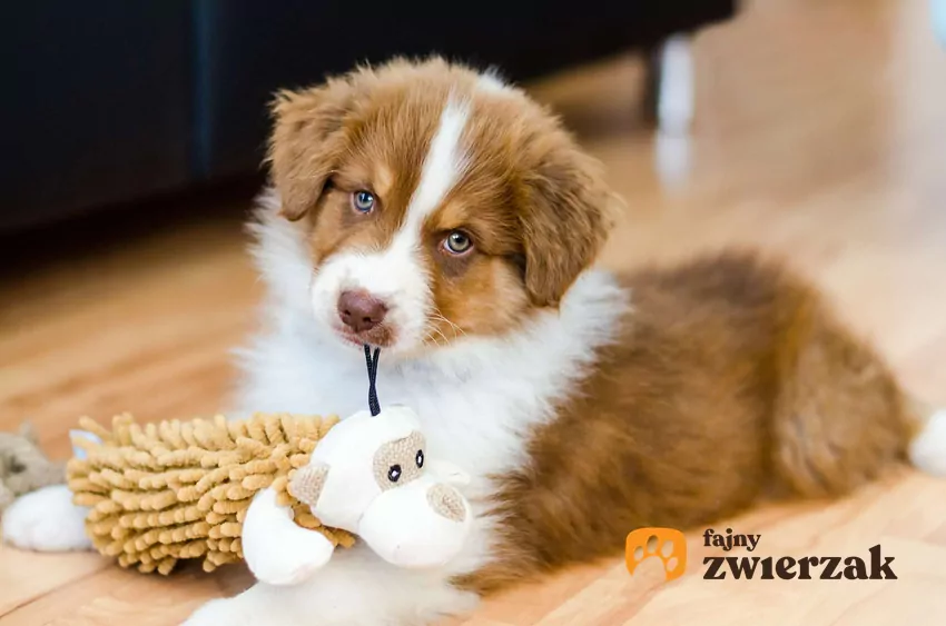 Psie dojrzewanie przypomina okres dorastania nastolatka Młody szczeniak bawi się pluszową zabawką