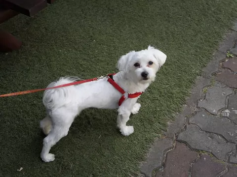 Jak prawidłowo używać szelek dla psa?