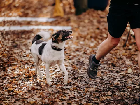 Jak nauczyć psa przychodzenia na zawołanie?