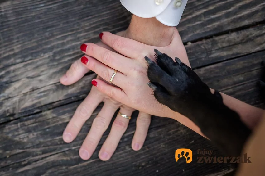Trend w postaci „dog friendly weddings” przywędrował do Polski z USA i Europy Zachodniej Ręce nowożeńców i psia łapa
