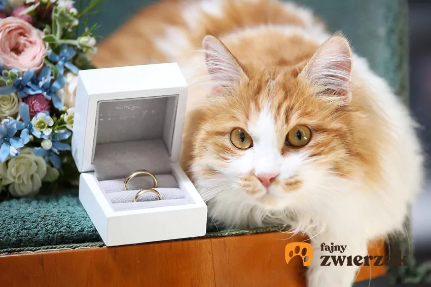 Z punktu widzenia behawioru kota, ślubne zamieszanie to przepis na stres Kot i obrączki