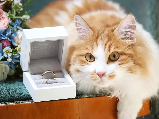 Kot jako ring bearer