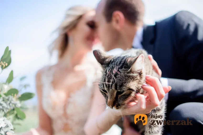 Jeśli chcesz "włączyć" kota w uroczystości ślubne, możesz to zrobić bez stresowania mruczka, np. drukując jego zdjęcie na zaproszeniach Para mloda z kotem