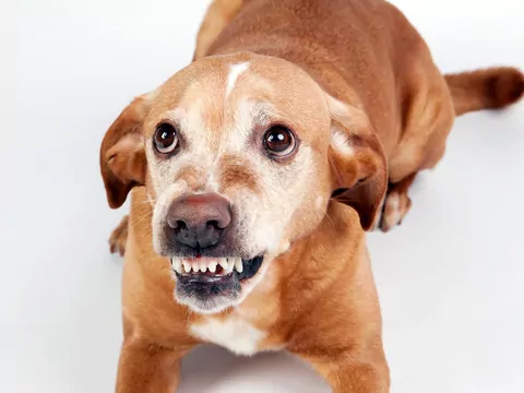 Po czym poznać, że pies ci nie ufa?